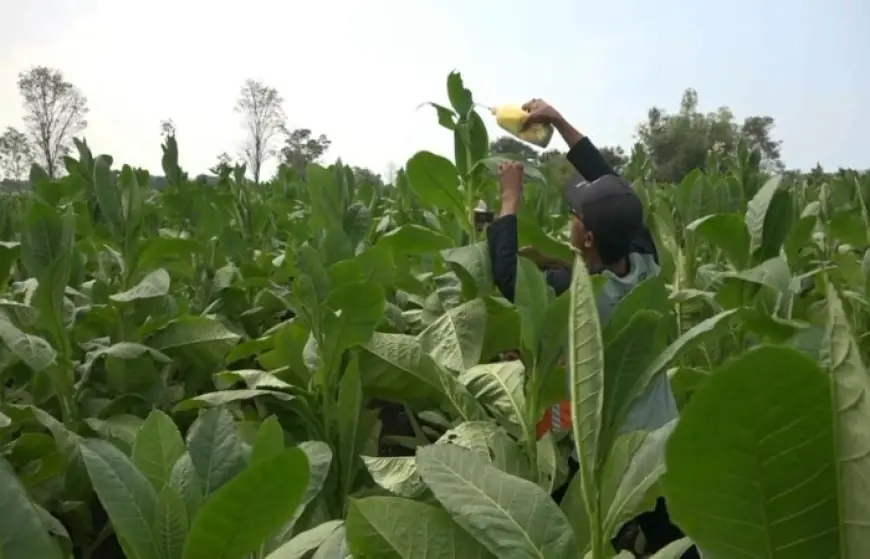 Capai Harga Maksimal, Petani Tembakau di Probolinggo Lakukan Perawatan Ekstra