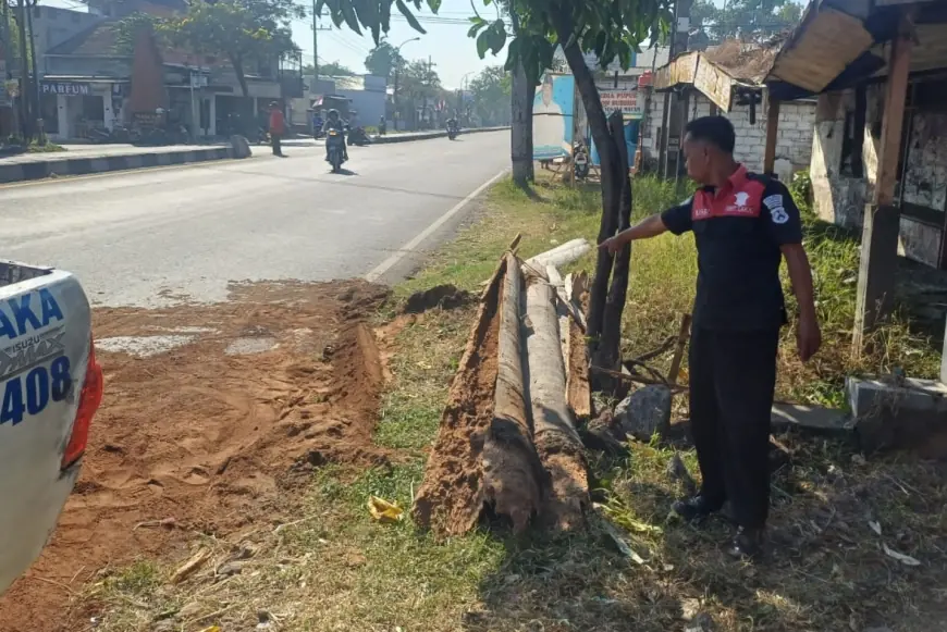 Pohon Tua Tumbang Timpa Pengendara Sepeda Motor Di Jombang