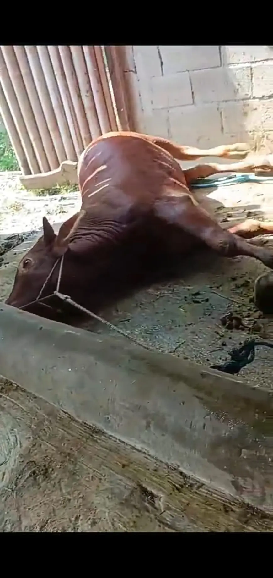 Geger, Puluhan Sapi Desa Beji Mati Mendadak