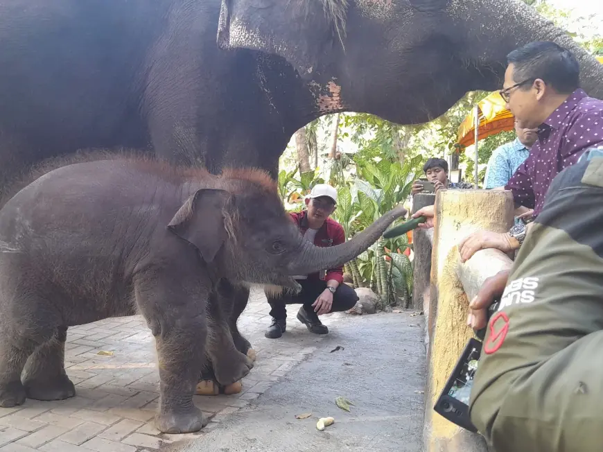 Momentum HUT ke-108 KBS: Perkenalkan Anak Gajah Rocky Balboa