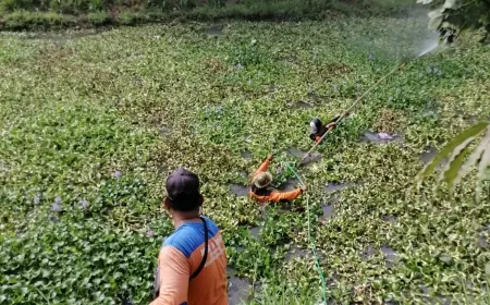 Ratusan Ton Enceng Gondok Dibersihkan, Tim Gabungan Terjun di Sungai Sadar Kecamatan Kencong