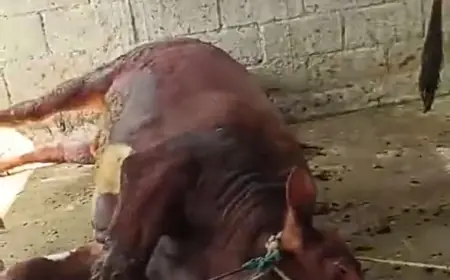 Puluhan Sapi Mati Desa Beji Diduga Karena Potasium