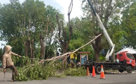 Diprediksi Berhenti Oktober, Angin Gending di Probolinggo Sebabkan Kebakaran hingga Pohon Tumbang