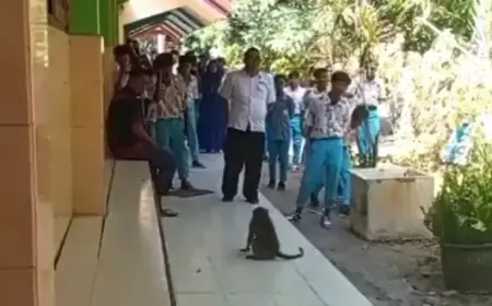 Siswa di Salah Satu SMPN di Bangkalan Heboh Adanya Monyet Liar Masuk Halaman Sekolah