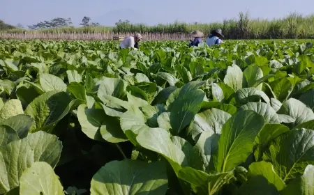 Harga Sawi di Kabupaten Malang Tergolong Murah. Ini Kata Petani