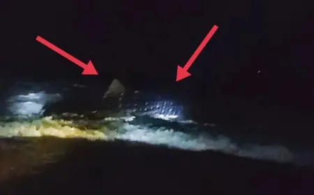 Hiu Tutul Ukuran Sepanjang 3 Meter Terdampar di Laut Puger