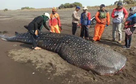 Terdampar 4 Jam, Hiu Tutul di Pantai Puger Kondisinya Tidak Bisa Terselamatkan