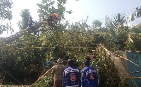 Pohon Tumbang Timpa Rumah Warga Jember, Relawan Turun Tangan