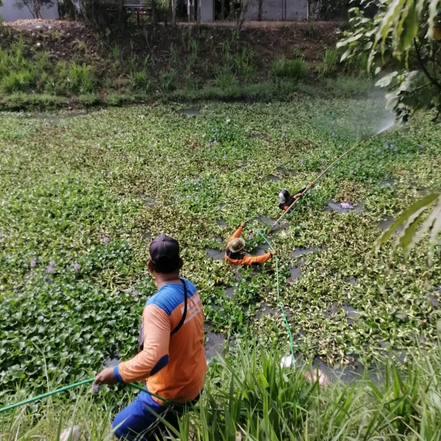 Ratusan Ton Enceng Gondok Dibersihkan, Tim Gabungan Terjun di Sungai Sadar Kecamatan Kencong