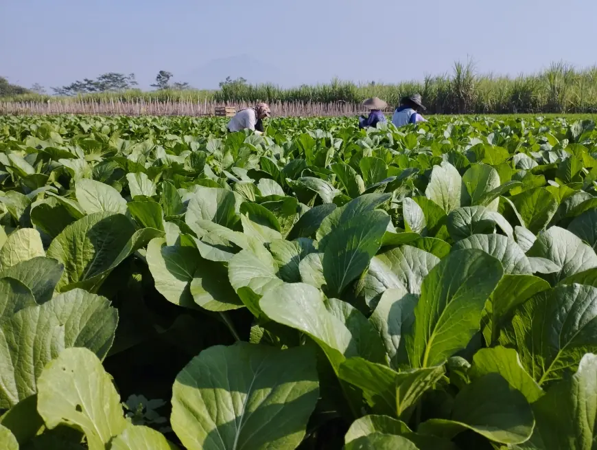 Harga Sawi di Kabupaten Malang Tergolong Murah. Ini Kata Petani