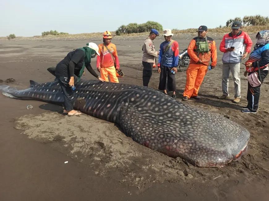 Terdampar 4 Jam, Hiu Tutul di Pantai Puger Kondisinya Tidak Bisa Terselamatkan