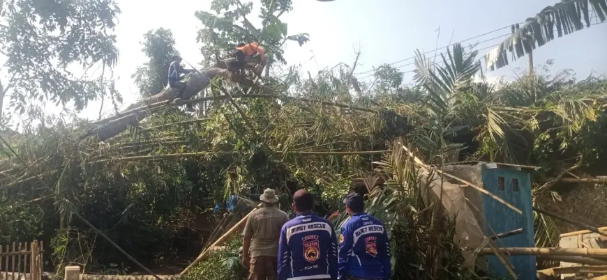 Pohon Tumbang Timpa Rumah Warga Jember, Relawan Turun Tangan