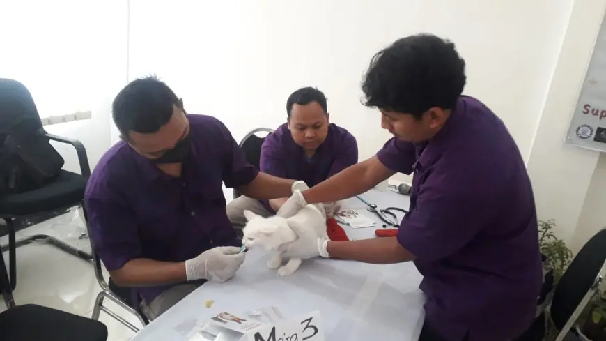 Hari Rabies Sedunia, Ratusan Kucing di Bondowoso Vaksinasi dan Kastrasi Gratis