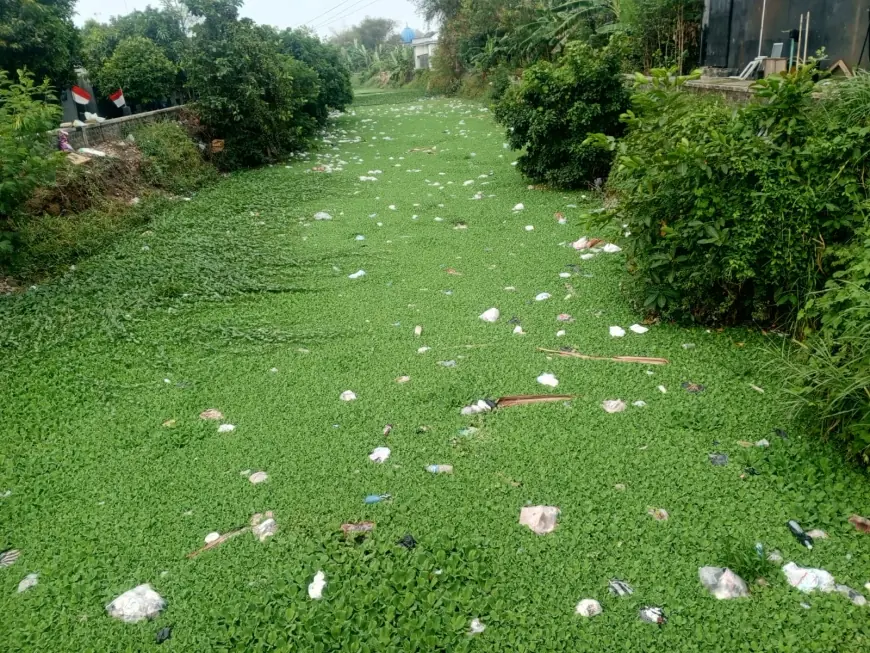 Unik! Aliran Sungai Catak Banteng Jombang Berwarna Hijau Kombinasi Sampah Mengapung