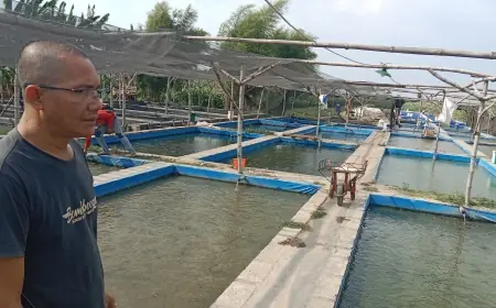 Geluti Budidaya Ikan Lele Dari Nol, Pria Asal Jombang Ciptakan Lapangan Kerja