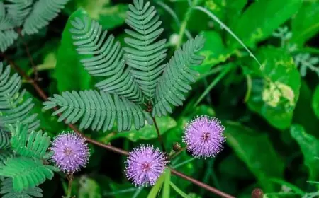 Daun Putri Malu, Tumbuhan Unik dengan Segudang Manfaat