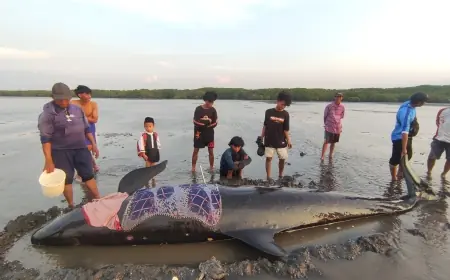 Heboh, Ikan Paus Ditemukan Terdampar di Pantai Probolinggo