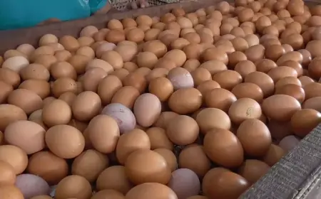 Indonesia Capai Swasembada Daging dan Telur Ayam Ras, Kementan Dorong Ekspor untuk Penuhi Kebutuhan Global