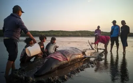 Kondisinya Sempat Lemas, Ikan Paus Pilot yang Terdampar di Probolinggo Akhirnya Lepas ke Lautan