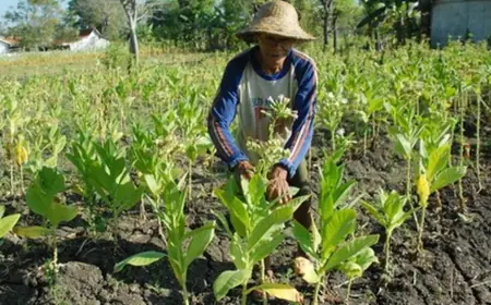Serikat Buruh Tuntut Kemenkes Cabut Kebijakan Rokok Polos, Ancaman PHK di Depan Mata
