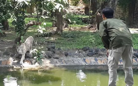 Anara, Harimau Benggala Putih Kebanggaan Baru KBS  Menyambut Usia Satu Tahunnya