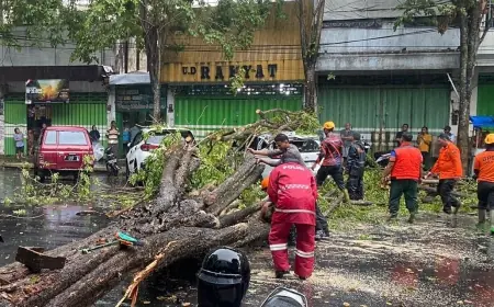Mobil Warga Bondowoso Tertimpa Pohon Tumbang Akibat Angin Kencang