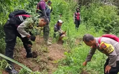 Polisi Musnahkan Ribuan Ladang Ganja di Lereng Semeru melalui Operasi Guntur