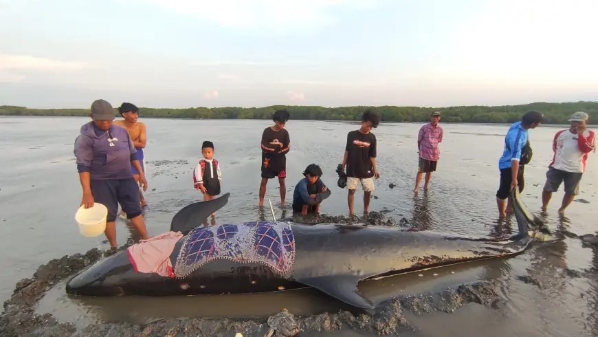 Heboh, Ikan Paus Ditemukan Terdampar di Pantai Probolinggo