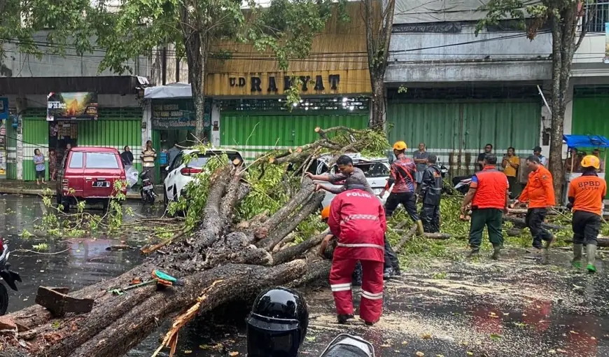 Mobil Warga Bondowoso Tertimpa Pohon Tumbang Akibat Angin Kencang