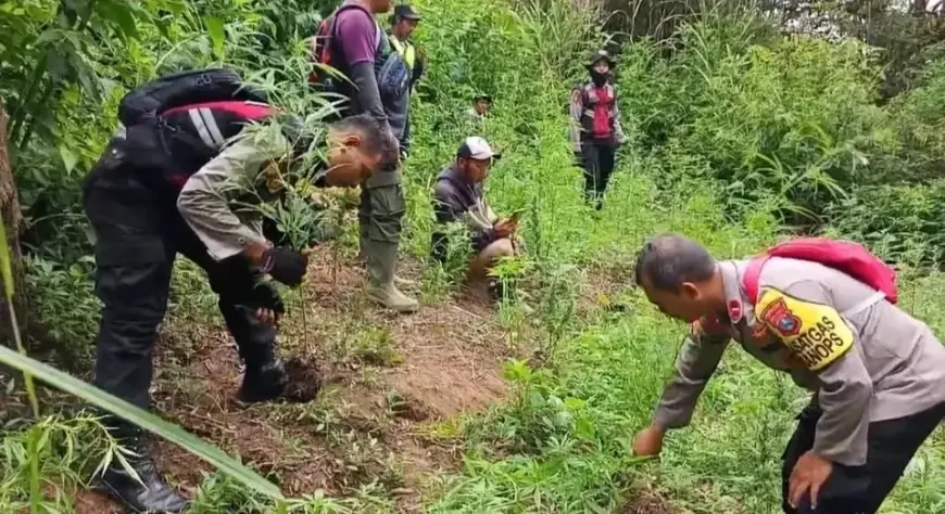 Polisi Musnahkan Ribuan Ladang Ganja di Lereng Semeru melalui Operasi Guntur