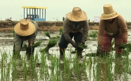 Pemutihan Utang Petani dan Nelayan Dilakukan Selektif oleh Kementerian Koperasi