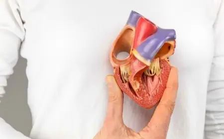 Kenali Jantung, Organ Vital dengan Peran Penting dalam Kesehatan