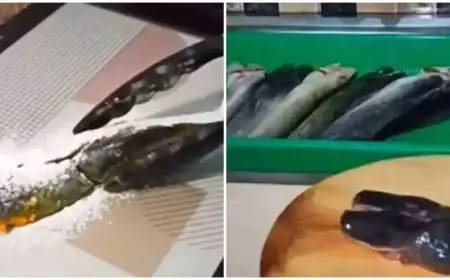 Tips Menggoreng Lele Tanpa Risiko Meletup dan Hasil yang Sempurna