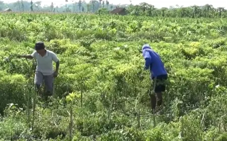 Petani Cabai di Lumajang Babat Seluruh Tanamannya, Frustasi karena Harga Anjlok