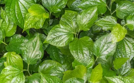 Manfaat Daun Sirih Merah untuk Kesehatan, 6 Khasiat yang Perlu Diketahui