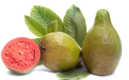 Daun Jambu Biji, Obat Herbal dengan Beragam Manfaat untuk Kesehatan