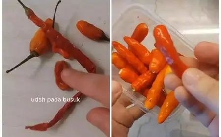 Trik Sederhana Menyimpan Cabai Agar Tetap Segar dan Tahan Lama