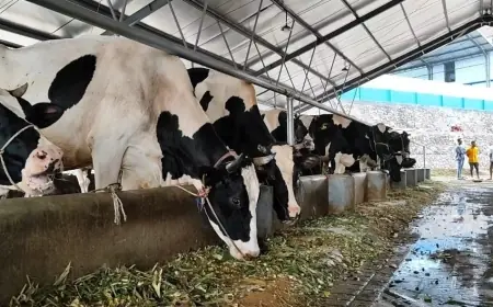 Dinas Peternakan Kabupaten Pasuruan Tegaskan Pembatasan Kuota Susu telah Dihapus