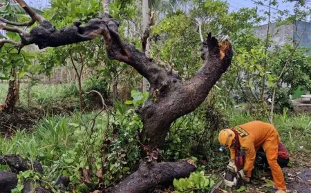 Antisipasi Bencana Hidrometeorologi, Pohon di Bondowoso Bakal Dipangkas