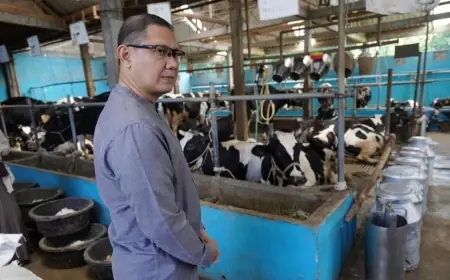 Program KWB Bergizi Terkendala Jumlah Pasokan Susu