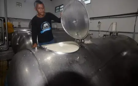 Pemerintah Dorong Penyerapan Susu Lokal serta Fokus pada Kualitas, Harga, dan Program MBG