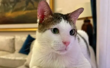 Segini Harta Kekayaan Bobby Kertanegara, Koleksi Produk Pet Premium yang Super Mewah