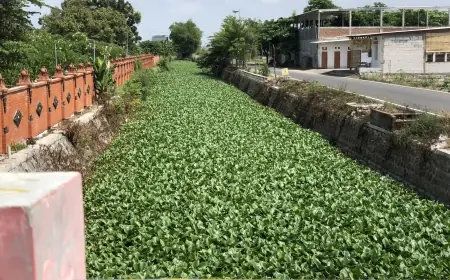 Warga Kota Mojokerto Cemas, Tiba-Tiba Sungai Dipenuhi Eceng Gondok