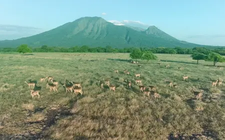 Taman Nasional Baluran, "Africa Van Java" yang Menakjubkan