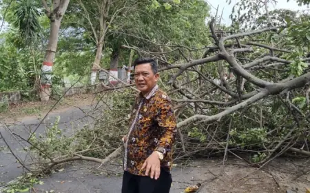 Pohon Tumbang Timpa 10 Titik di Mojokerto, Warga Diminta Waspada