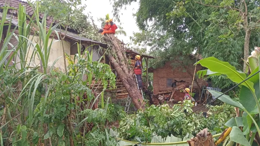 Angin Puting Beliung Terjang Bondowoso, Puluhan Rumah Porak-poranda