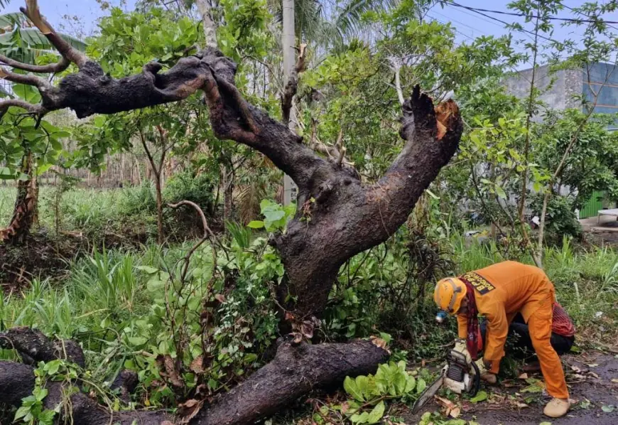 Antisipasi Bencana Hidrometeorologi, Pohon di Bondowoso Bakal Dipangkas