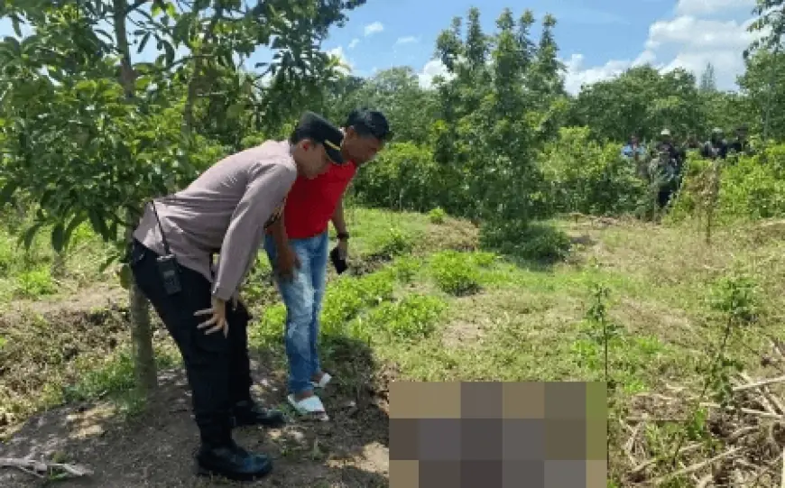 Seorang Kakek di Jember Ditemukan Membusuk di Kebun Alpukat