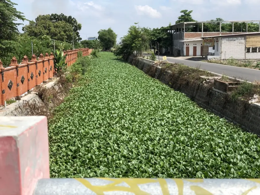 Warga Kota Mojokerto Cemas, Tiba-Tiba Sungai Dipenuhi Eceng Gondok