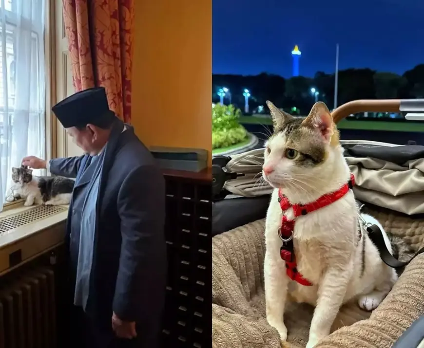 Prabowo Elus Kucing PM Inggris, Netizen Cemas Bobby Kertanegara Cemburu